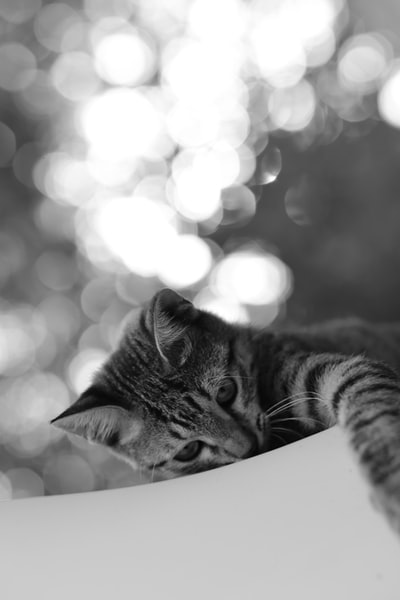 虎斑小猫的灰度摄影
